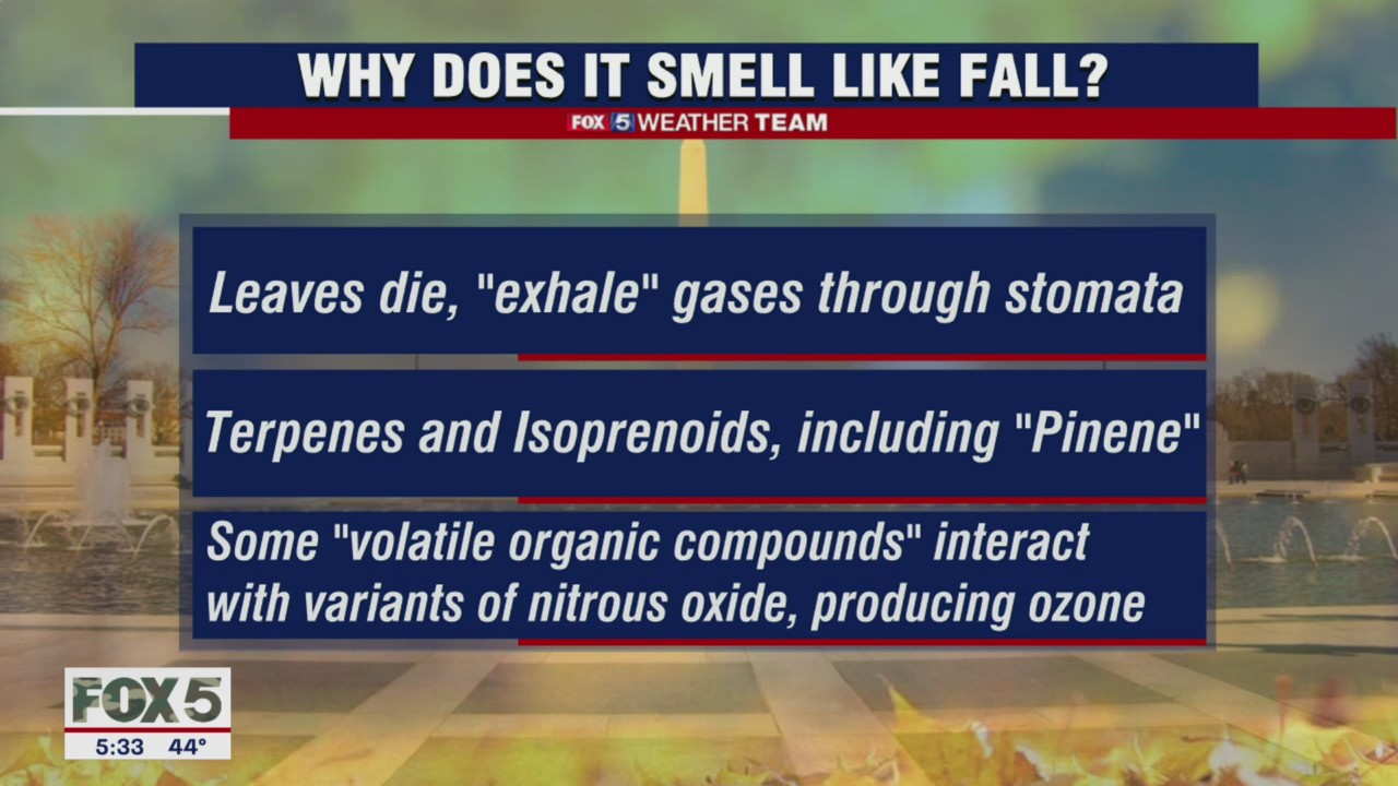 The scents and sounds of fall