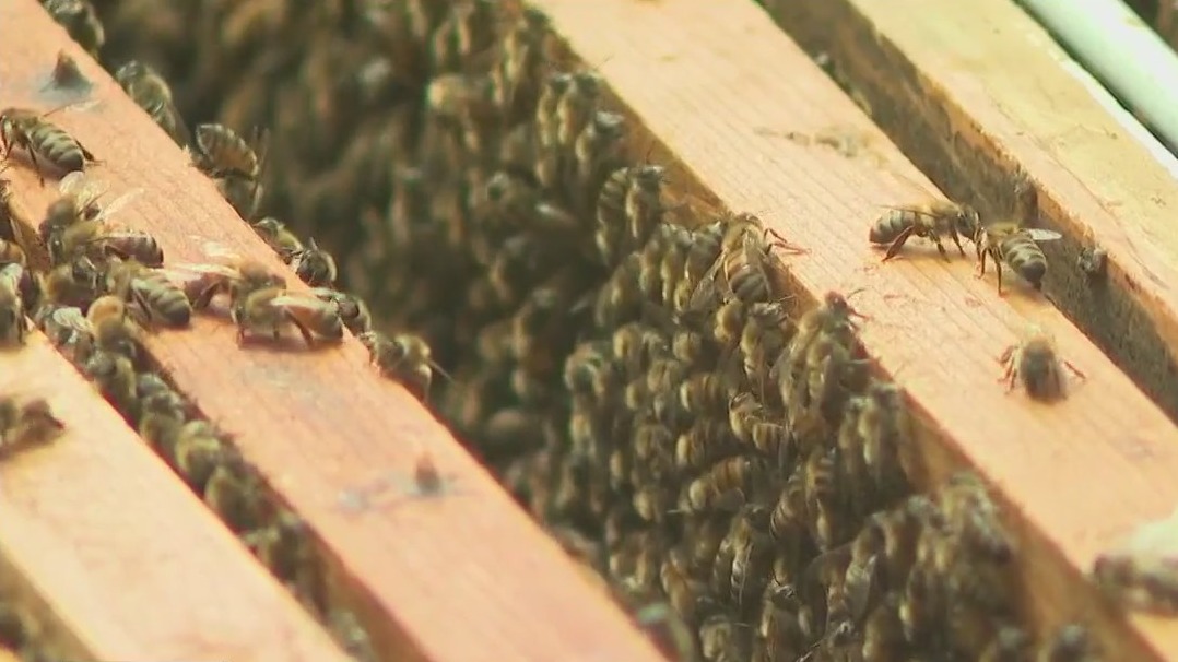 Invasive hornet threatens Georgia bee population