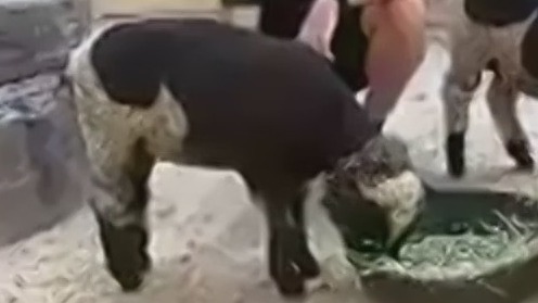 Central Florida zoo welcomes Harlequin sheep