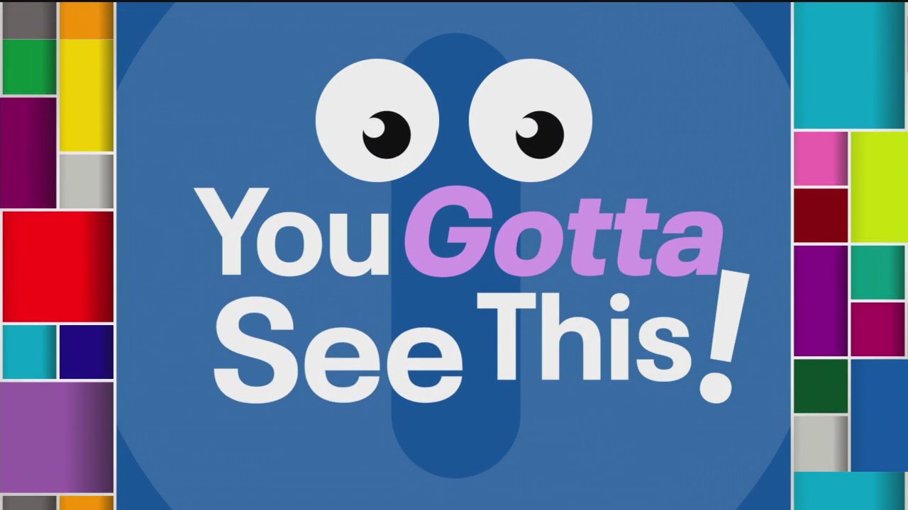 YOU GOTTA SEE THIS: Elephant roaming the streets