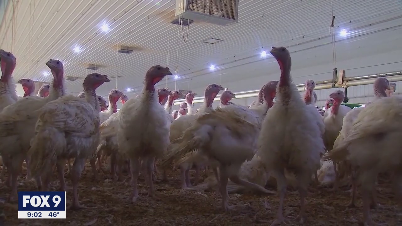 Concerns over bird flu outbreaks rise, especially in backyard chickens
