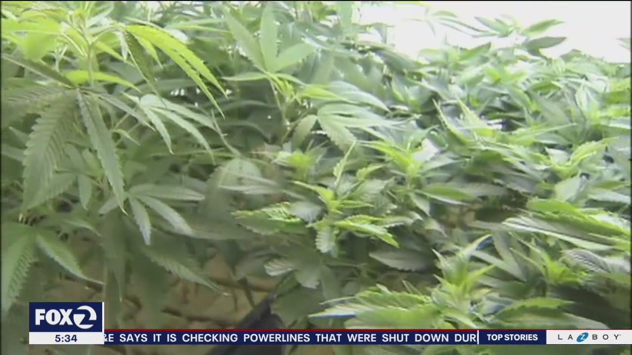 Marin County DA drops, reduces cannabis cases