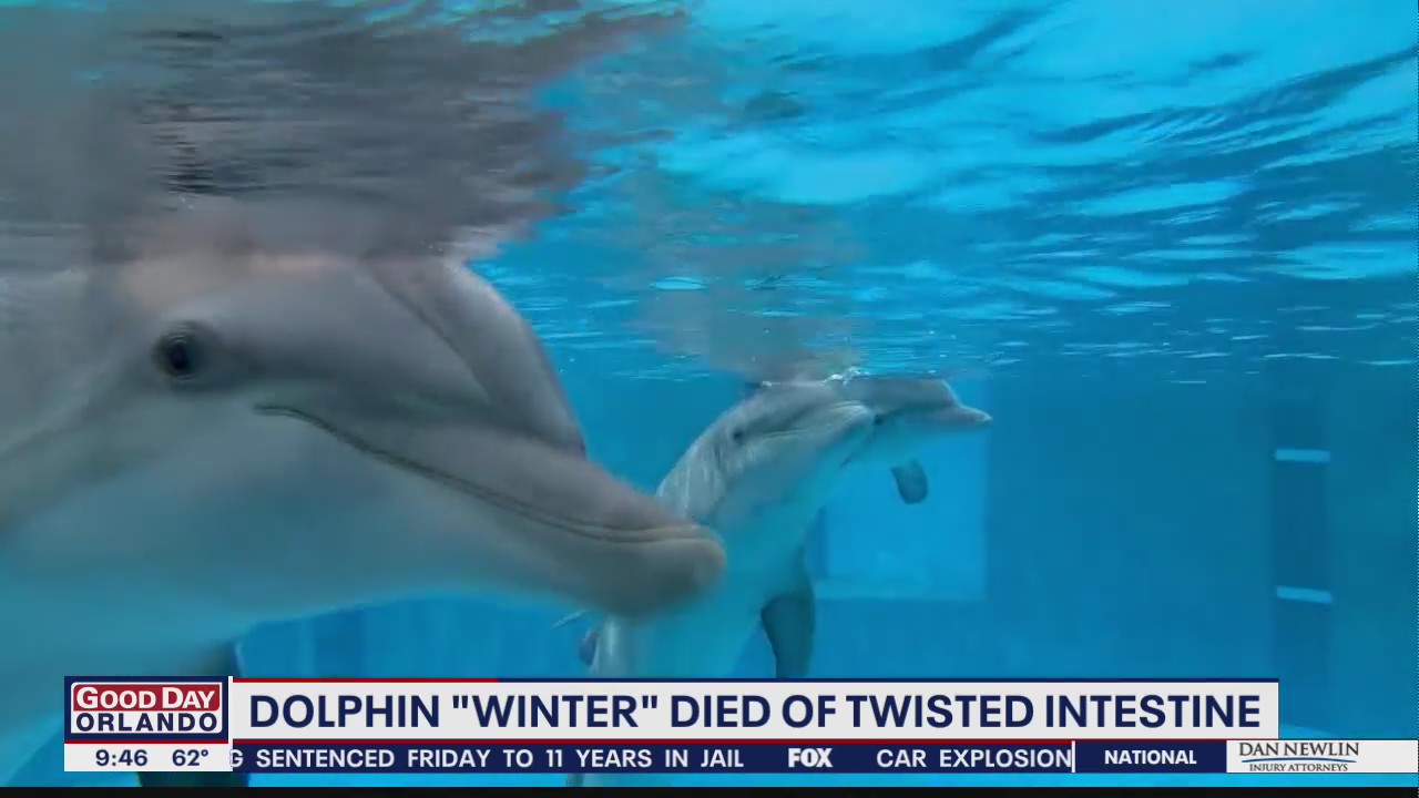 Celebration of Life planned for Winter the dolphin at Florida aquarium