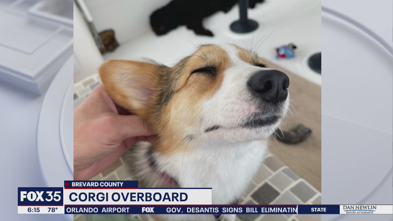 Corgi reunited with owners after falling overboard into Indian River