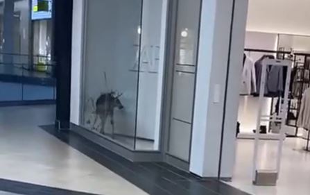 Deer wanders into clothing store at Perimeter Mall