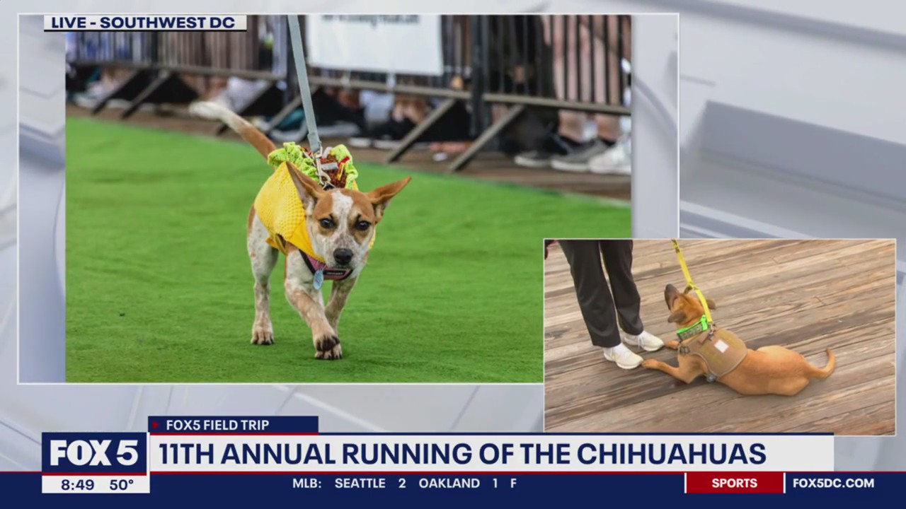 Chihuahuas and fun at The Wharf!