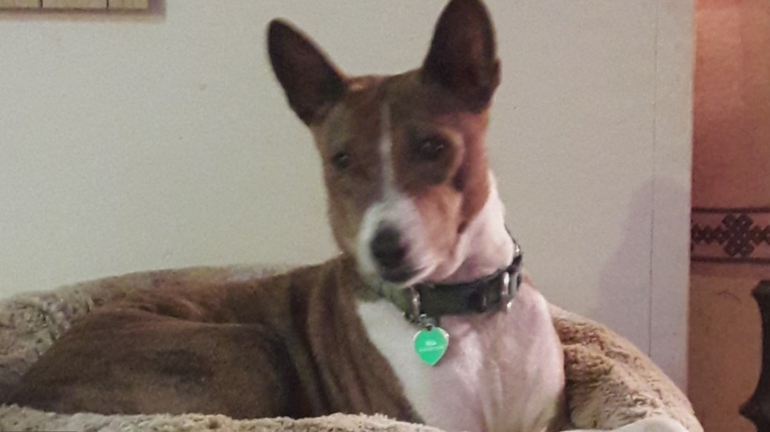 Reward being offered to find missing dog