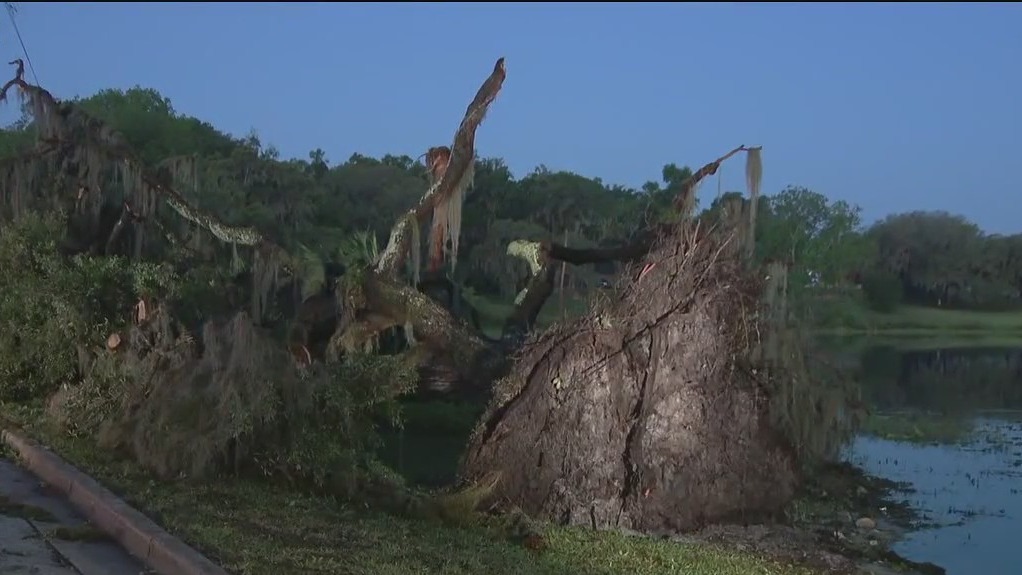 Hail storm topples massive tree in Lake County