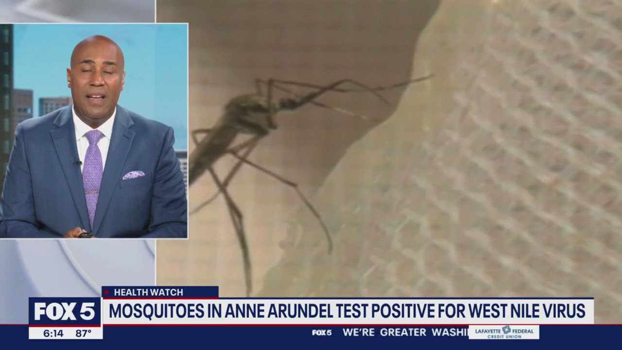 Mosquitoes in Anne Arundel test positive for West Nile Virus