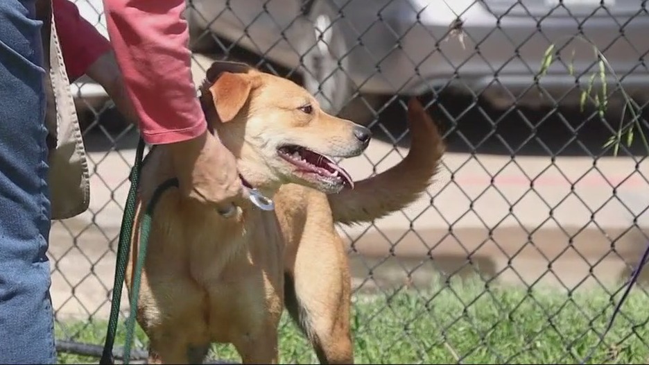 Pet of the Day: Dingo