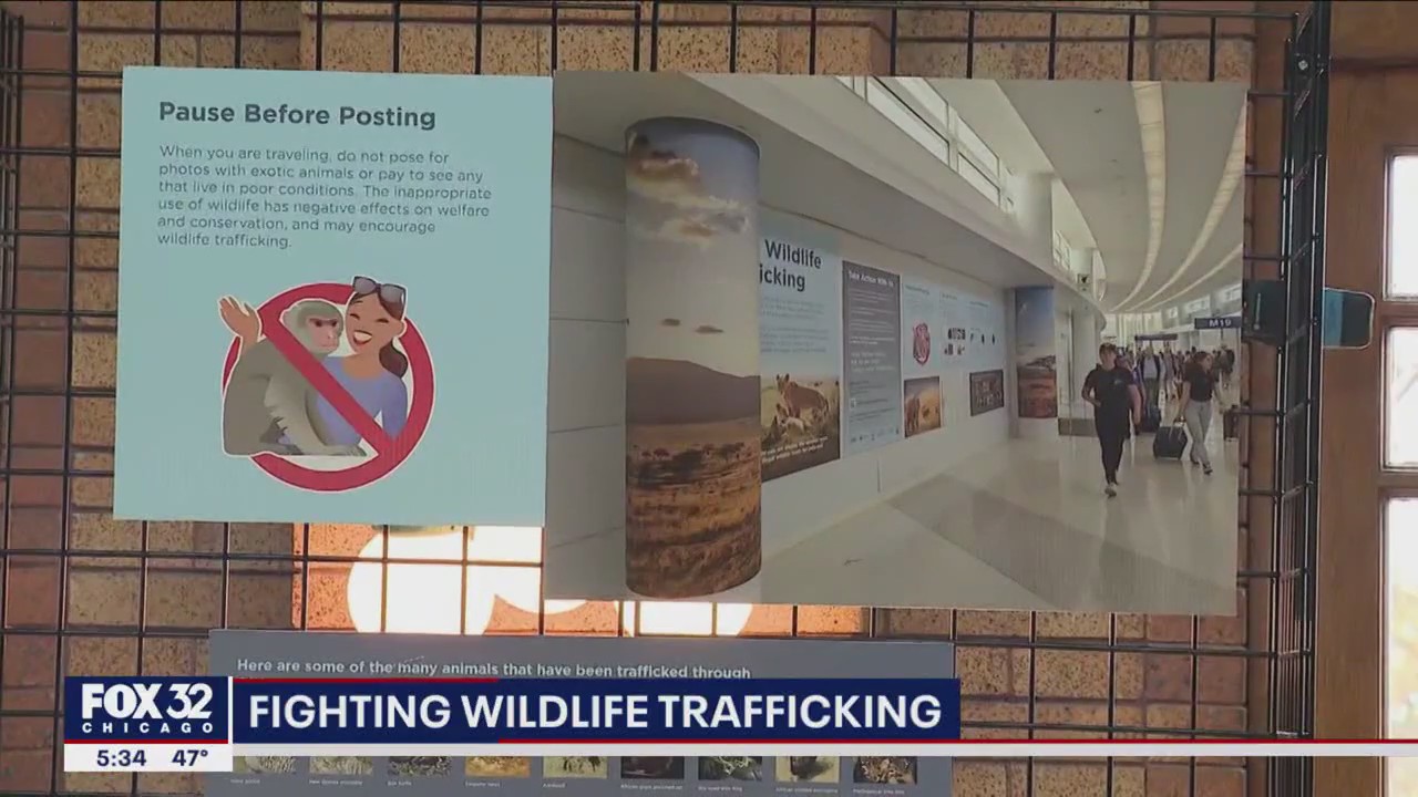 Lincoln Park Zoo, OHare Airport partner to combat wildlife trafficking