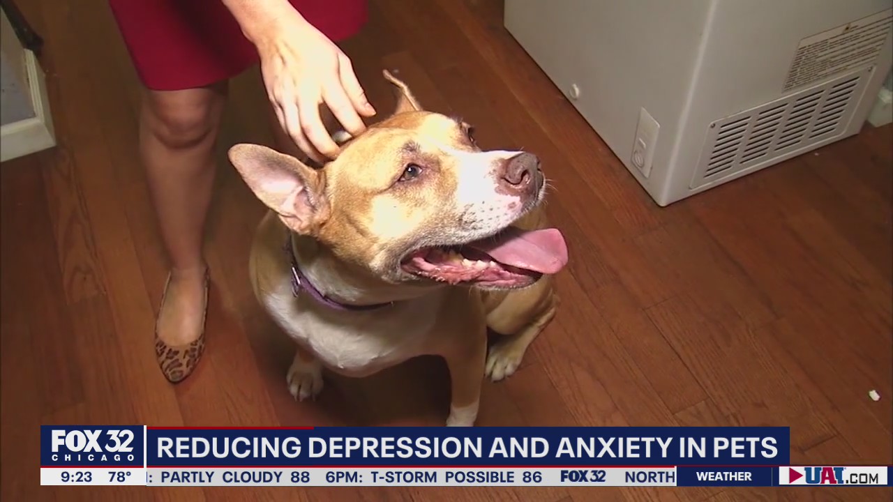 Tips for reducing depression and anxiety in your pets