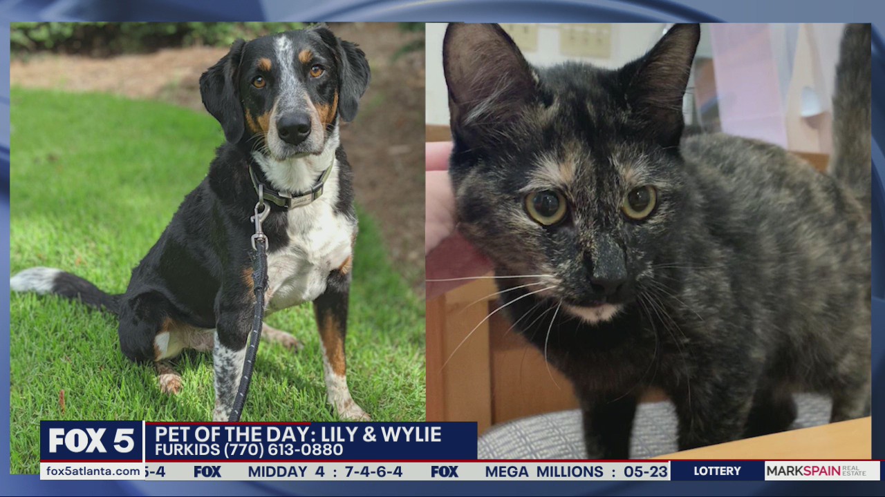 Pets of the Day from FurKids