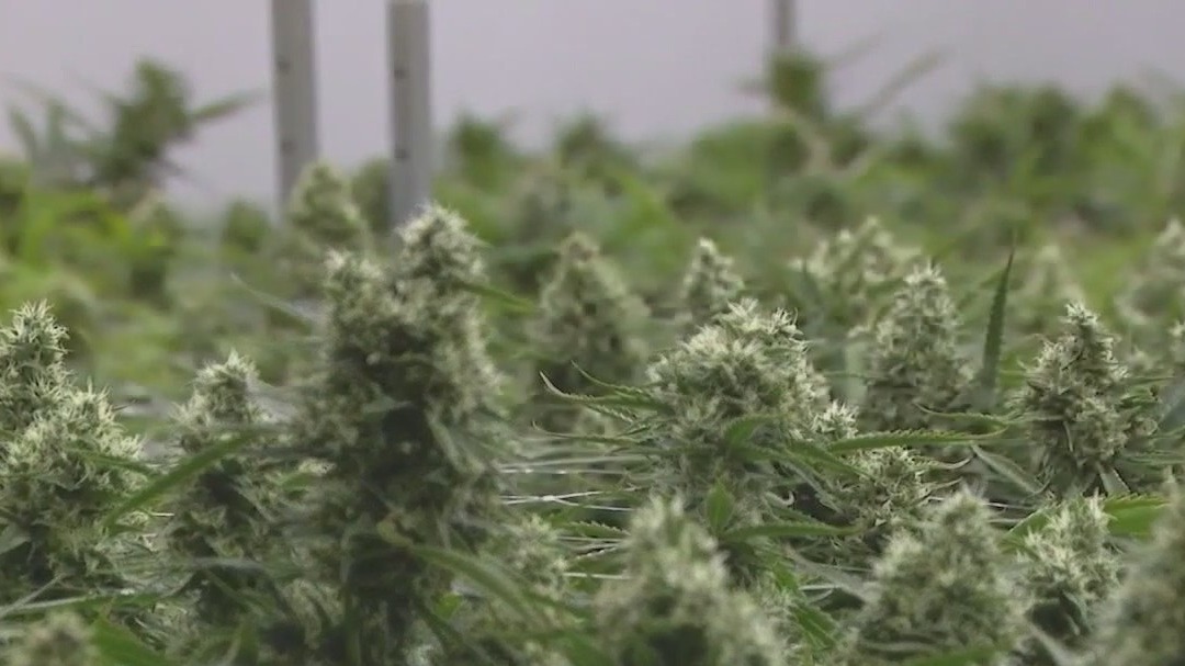 U.S. to reclassify marijuana as less dangerous drug