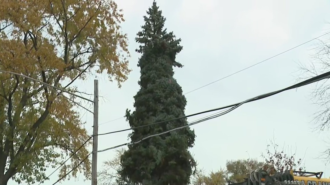 Chicago's official Christmas tree chopped down from Morton Grove yard