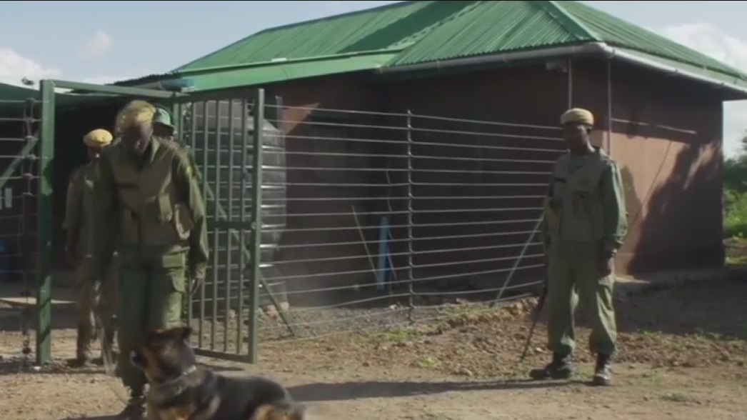 Rooting out poachers in Africa