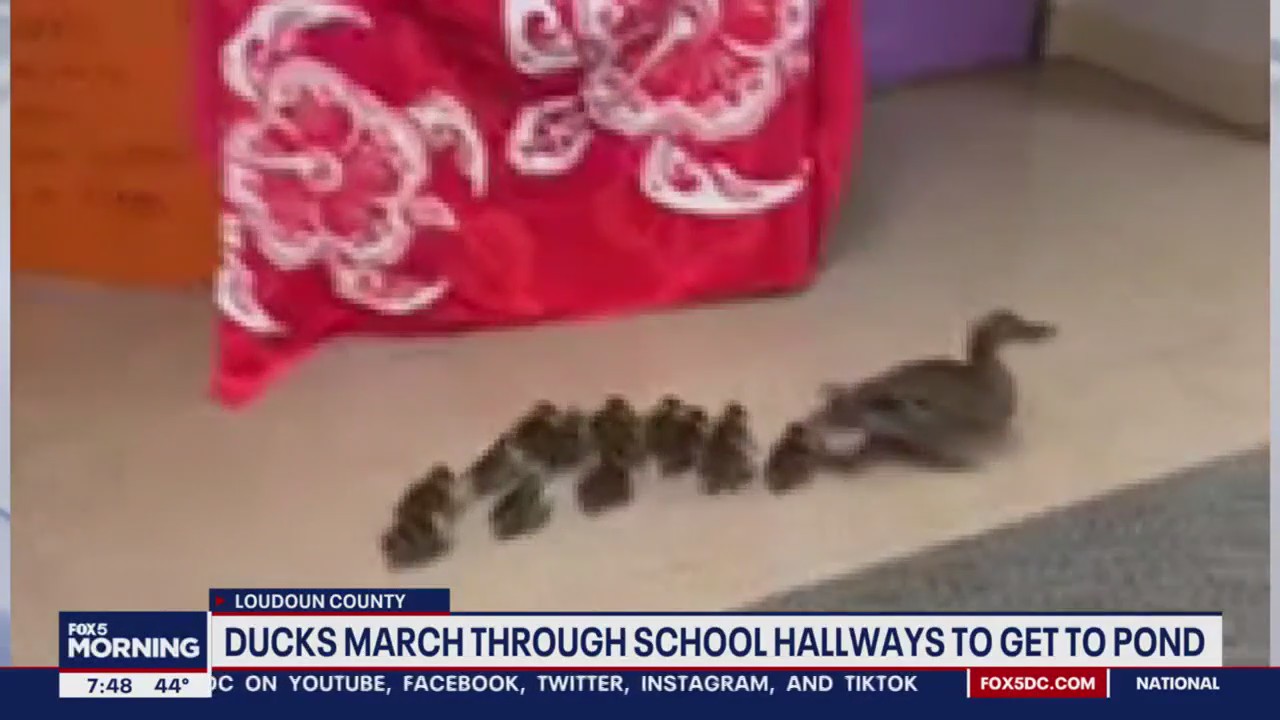 Mother duck marches ducklings through school