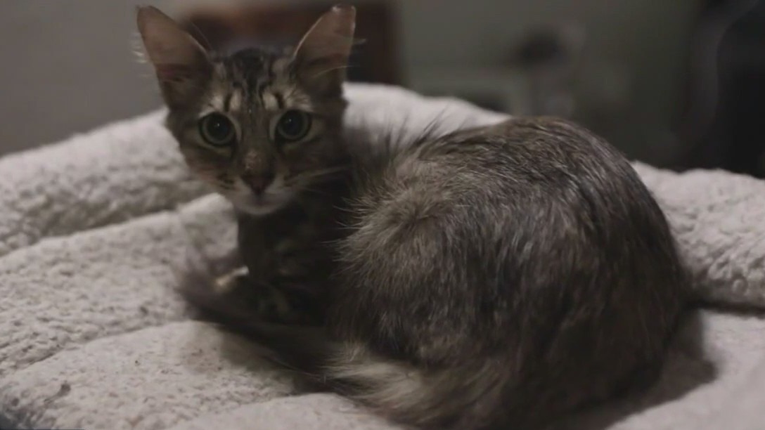 Cat has leg amputated after taking bullet