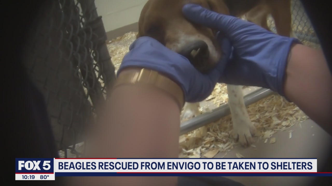 Beagles rescued from Envigo to be taken to shelters