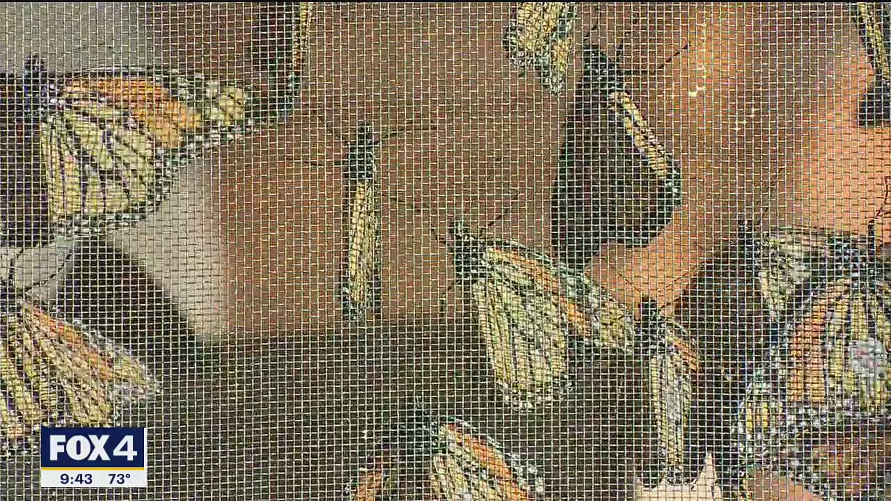Butterfly Flutterby festival happening Saturday in Grapevine