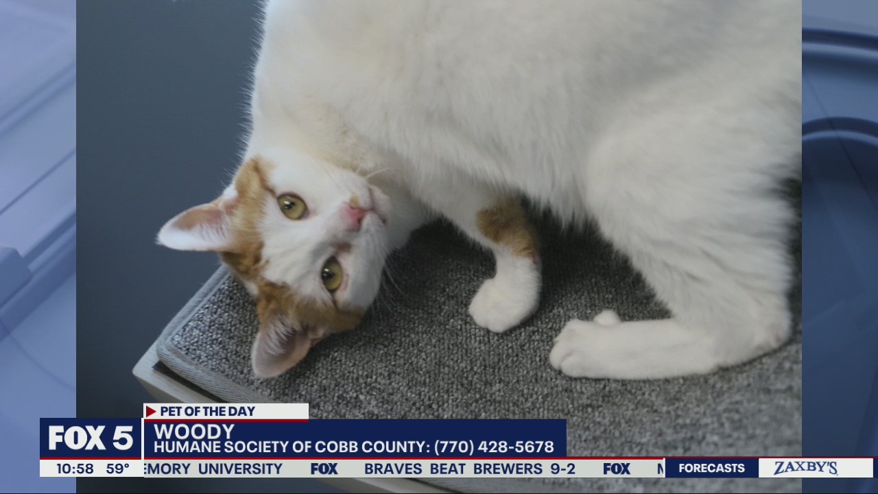 Pet of the Day from the Humane Society of Cobb County