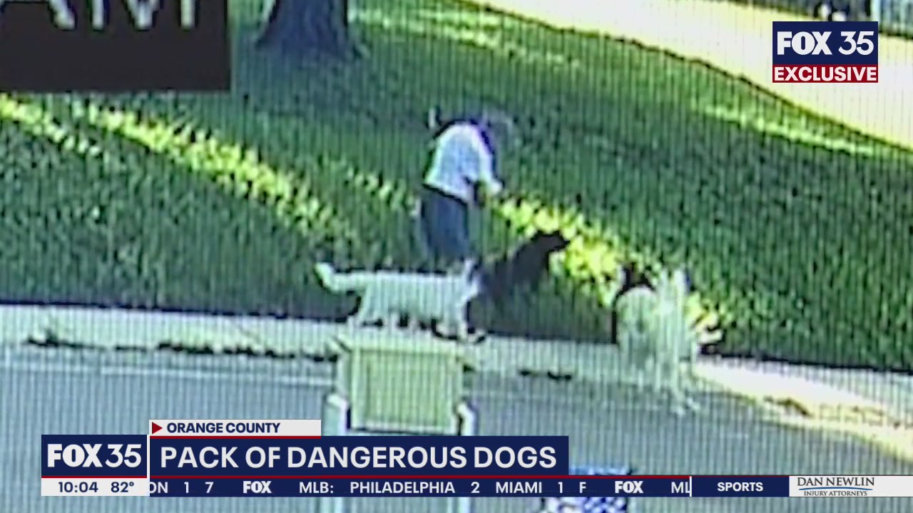 Surveillance video appears to show pack of loose dogs attack