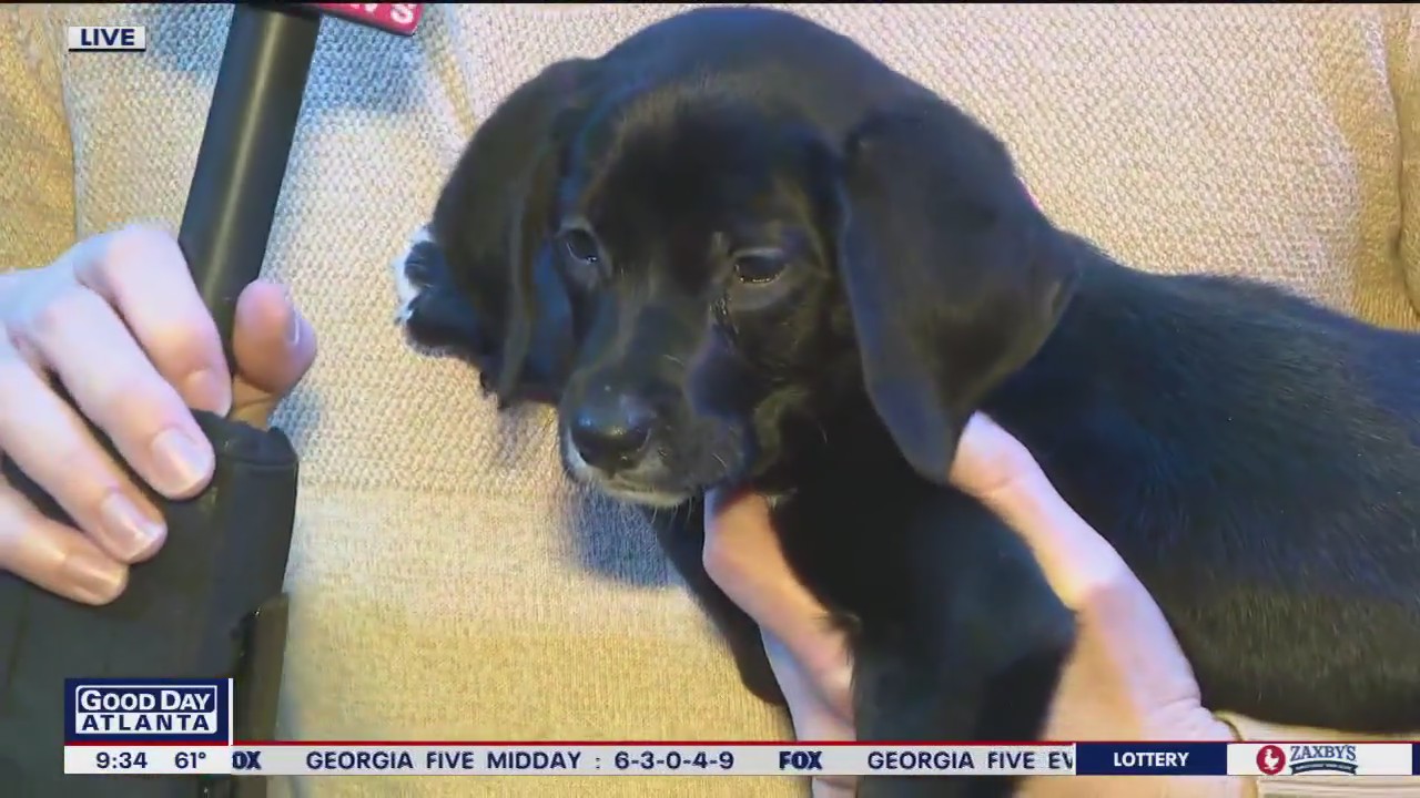 Adoptable puppies take over the Georgia Aquarium