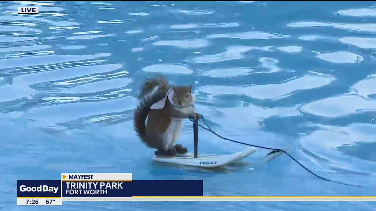 Duck races and a skiing squirrel at Mayfest