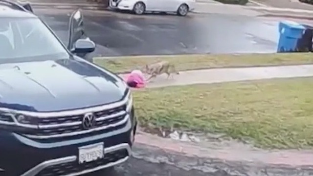 Video shows coyote grabbing toddler and trying to drag her away before dad comes to the rescue