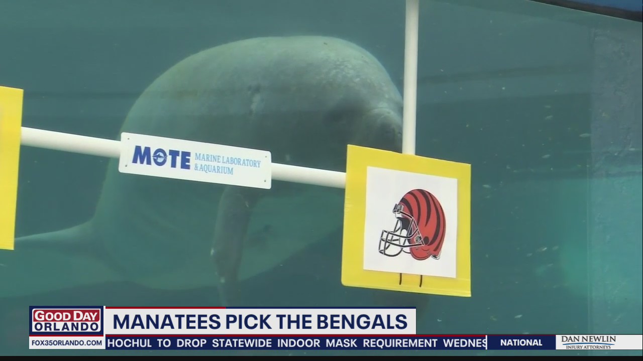 Florida manatees predict Super Bowl winner