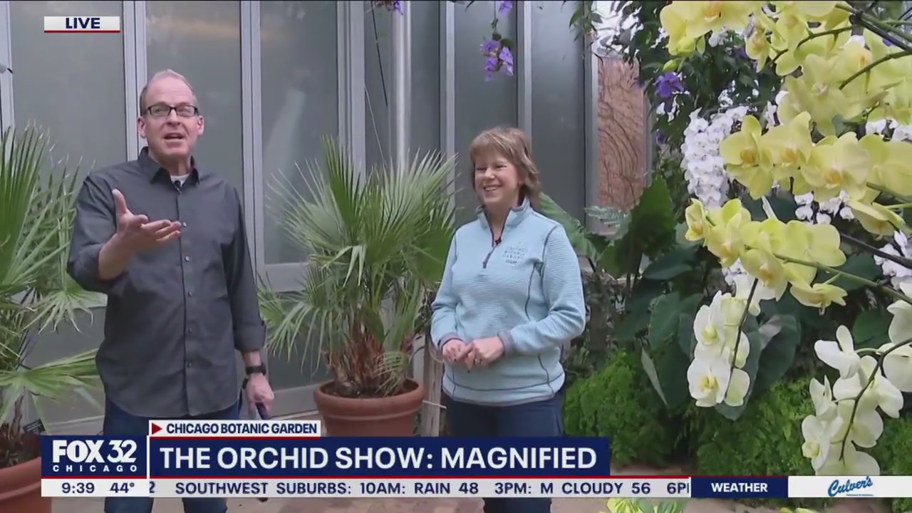 Chicago Botanic Garden hosting 9th annual orchid show