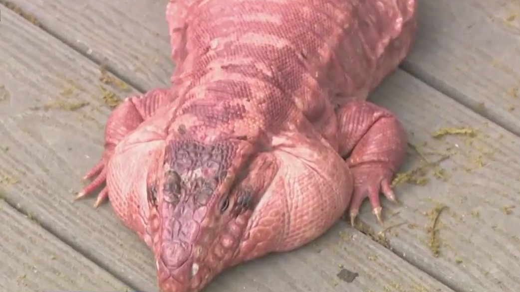 Looking for way to be in nature while learning about animals?