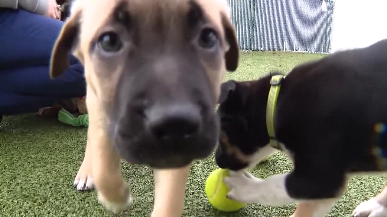 Tips for potty training puppies
