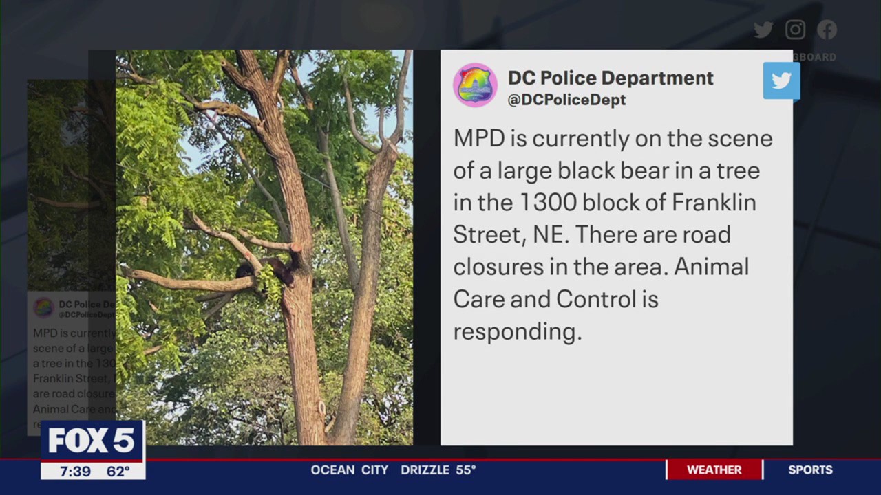 Black bear spotted in DC neighborhood