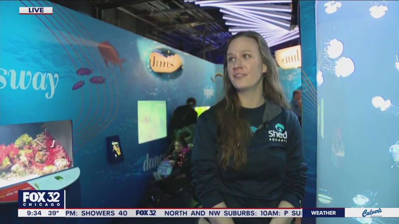 The clock is ticking on your chance to see this amazing Shedd Aquarium exhibit.