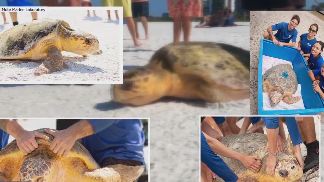 Dozens of turtles rehabilitated since red tide bloom
