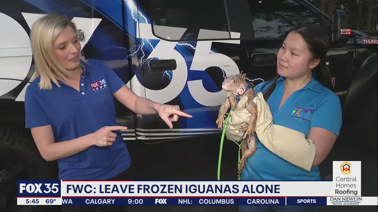Falling iguanas in the forecast for Florida