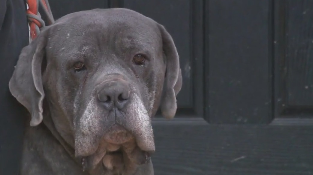 Dogs rescued from abuse left in shelter for three years
