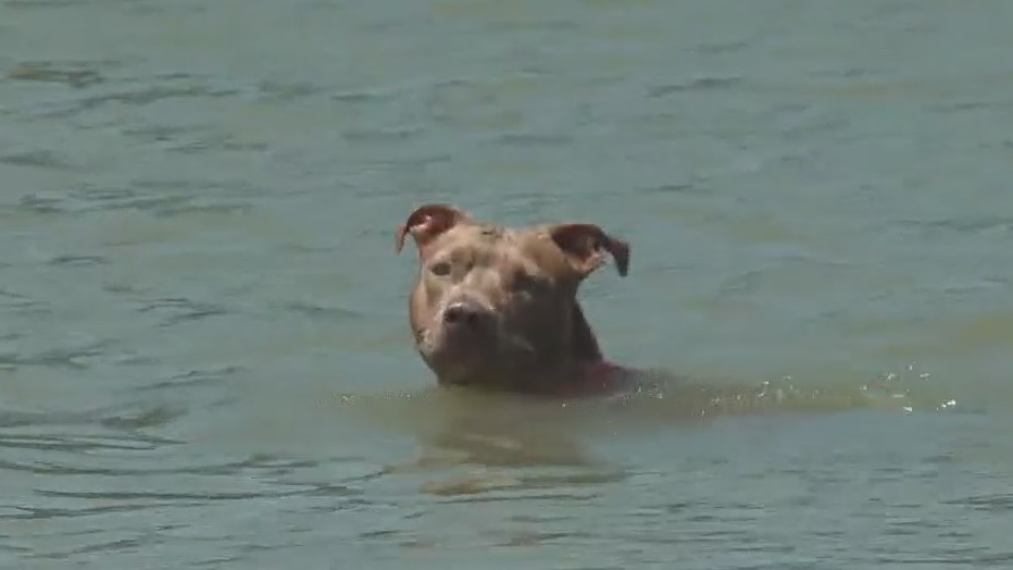 Dog falls off boat in Galveston, swims 5 miles to shore