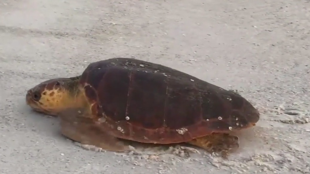 St. Pete hotel expansion and sea turtle ordinance