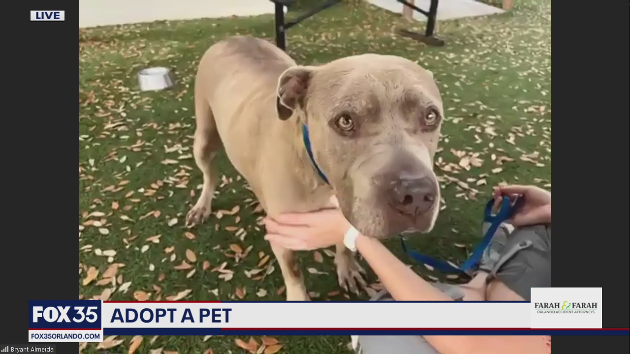 Adopt a pet: Meet Matty