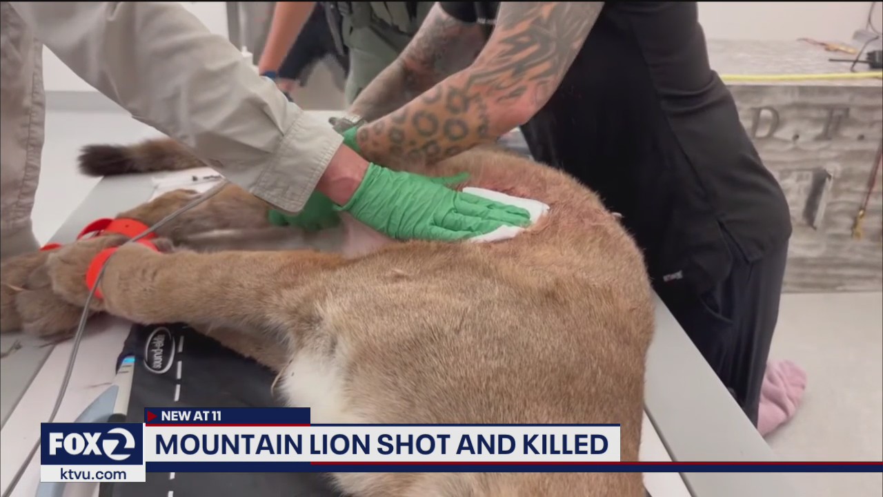 Mountain lion shot by officer dies at zoo