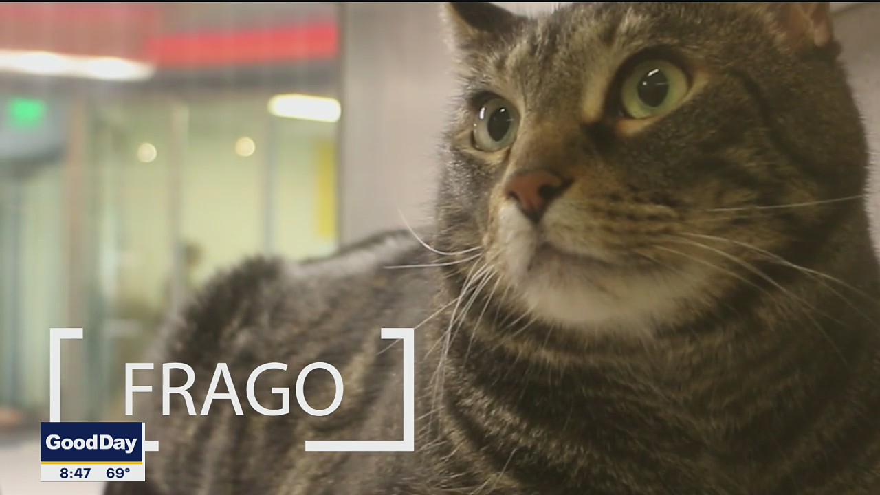 Pet of the Day: Frago