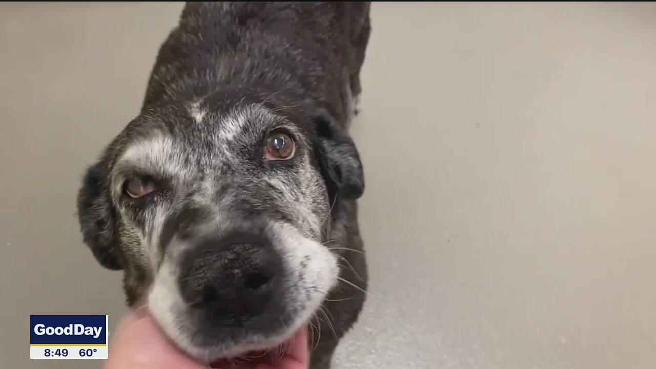 Dog of the Day: Polly