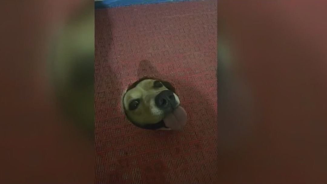 Across America: Nosey dog pops up unexpectedly