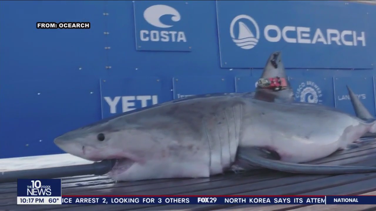 Great white shark pings near Ocean City during busy Memorial Day weekend