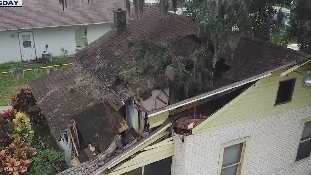 How to spot a 'zombie tree' in your yard
