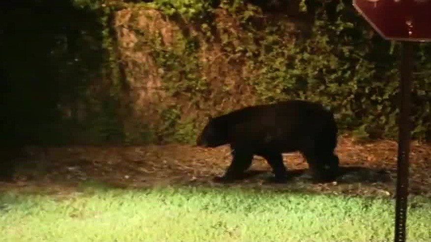 FWC: Roaming black bear has left the area