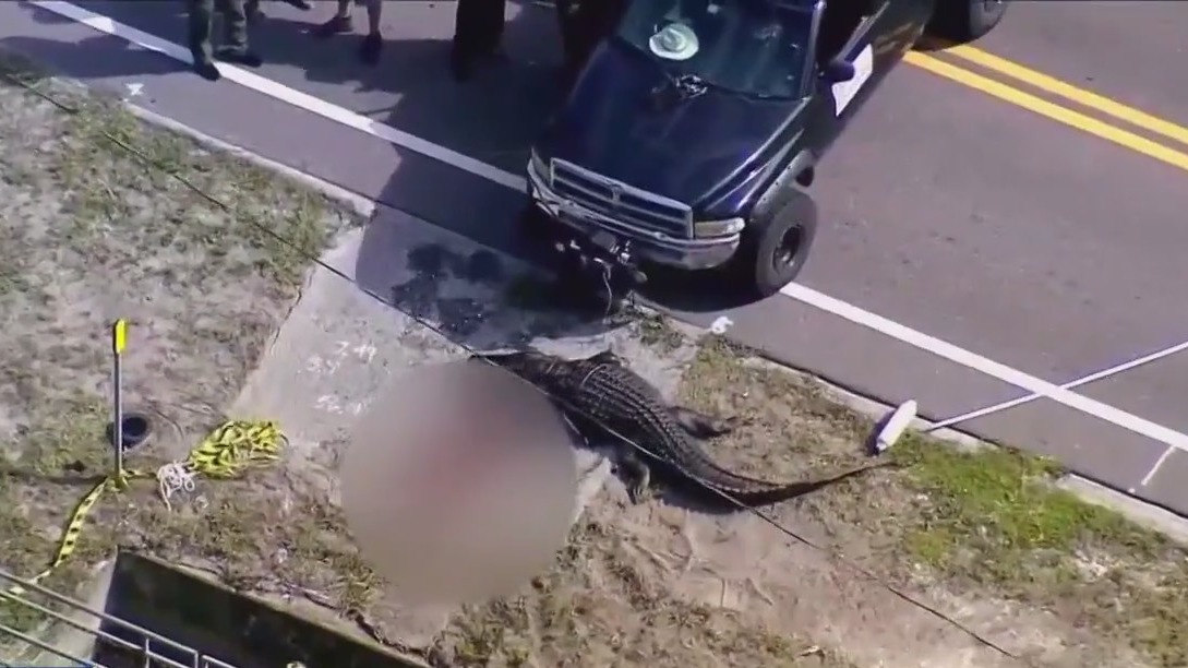 Nearly 14-foot gator involved in Florida death
