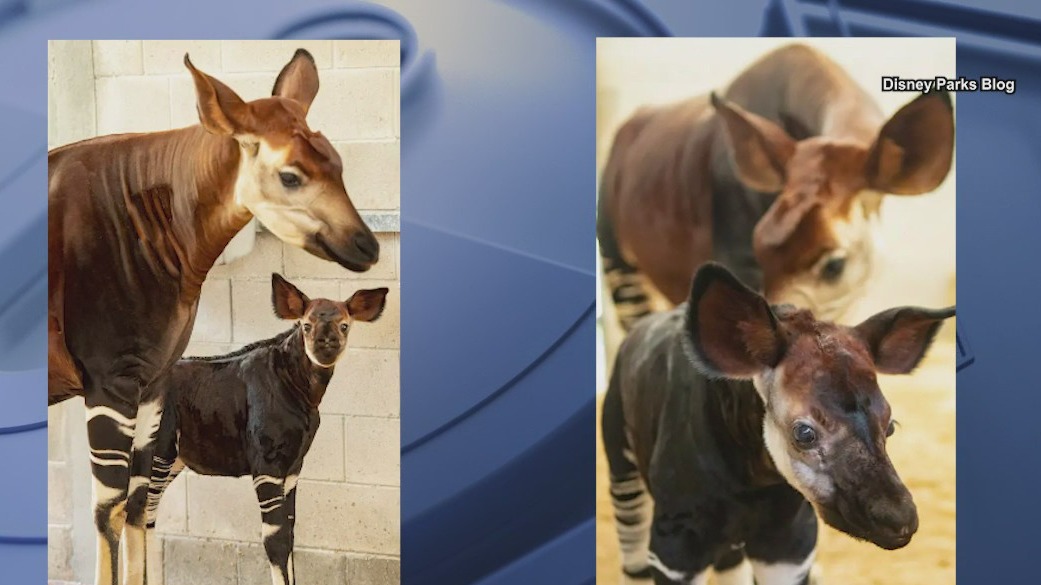 Baby Okapi born at Disney's Animal Kingdom Lodge